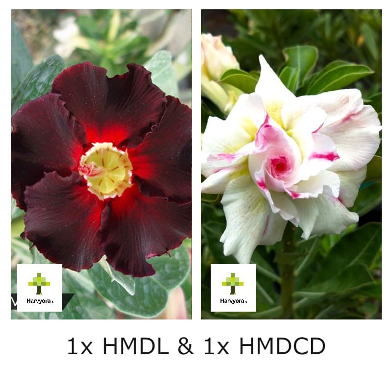 Adenium Combo - HMDL and HMDCD
