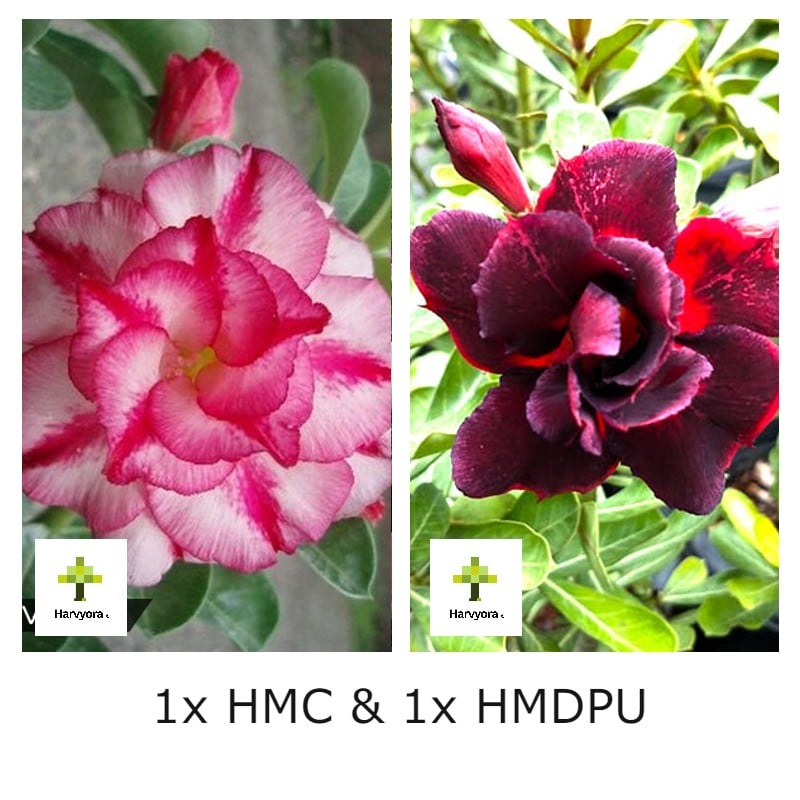 Adenium Combo - HMC and HMDPU