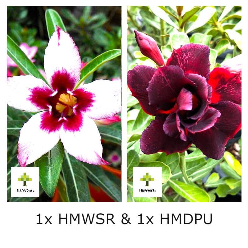 Adenium Combo - HMWSR and HMDPU