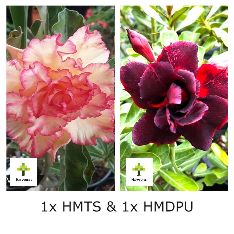 Adenium Combo - HMTS and HMDPU