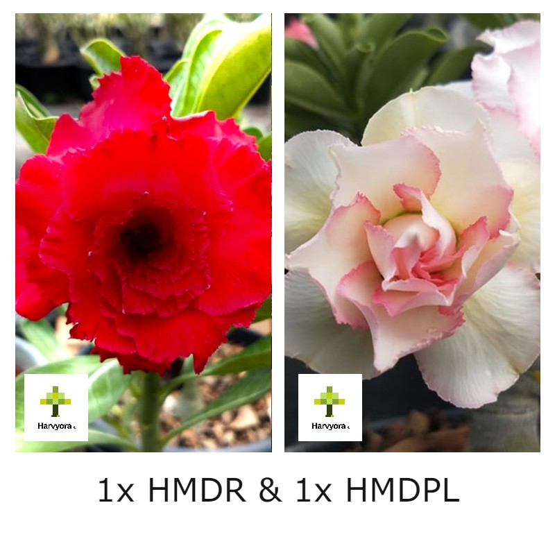 Adenium Combo - HMDR and HMDPL