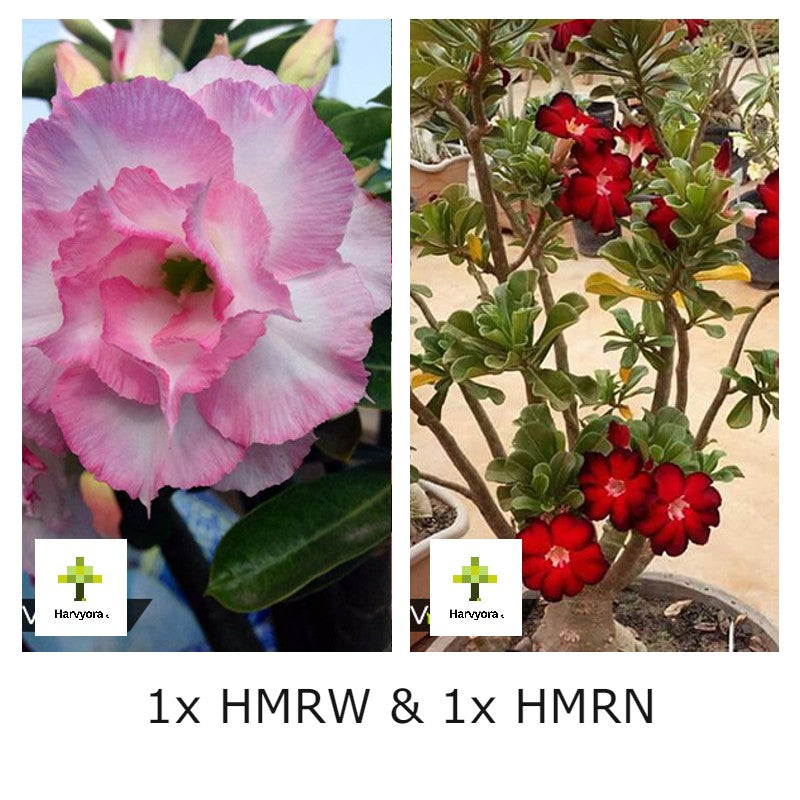 Adenium Combo - HMRW and HMRN