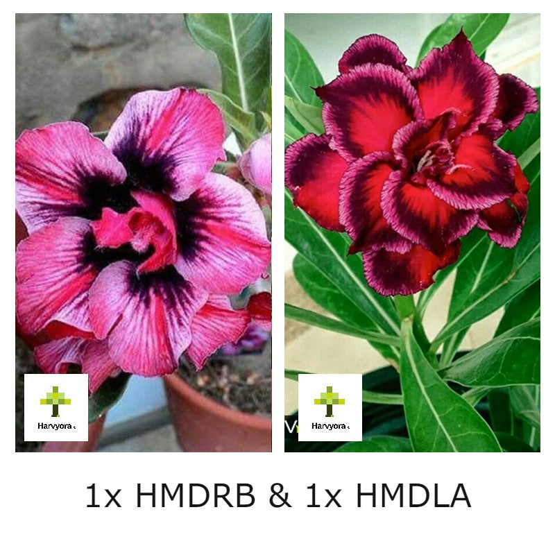 Adenium Combo - HMDRB and HMDLA