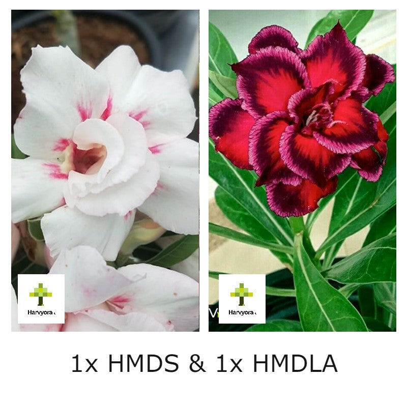 Adenium Combo - HMDS and HMDLA