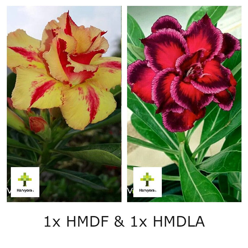 Adenium Combo - HMDF and HMDLA