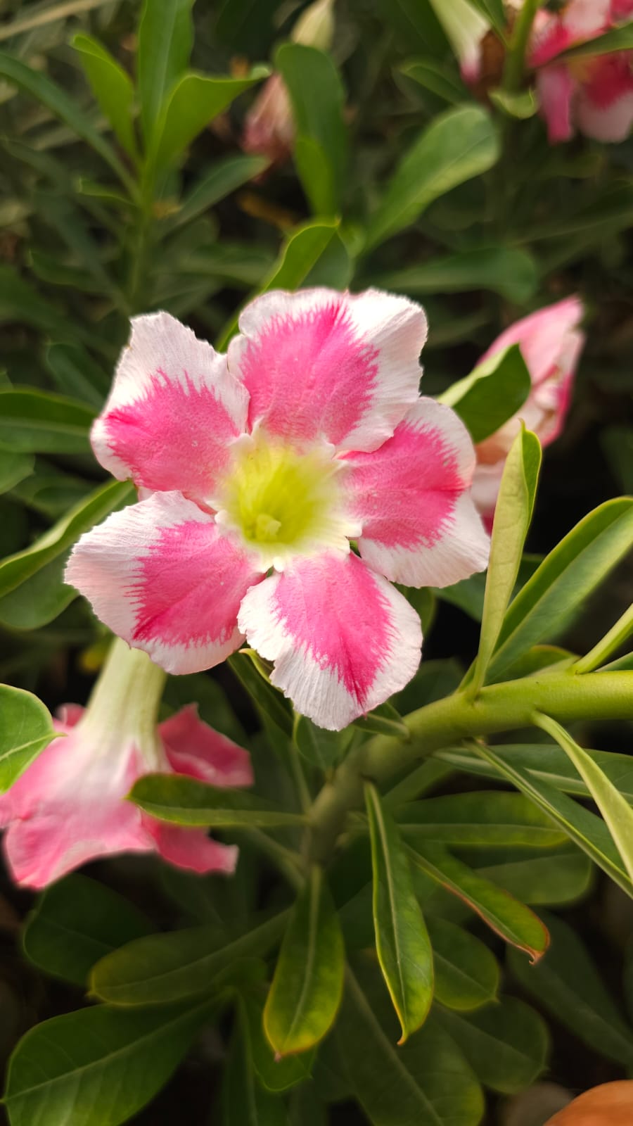Ruffle Pink | Single petal Double Colour Grafted Adenium Plant - Desert Rose Bonsai | Adenium Obesum | Outdoor Flowering Plant