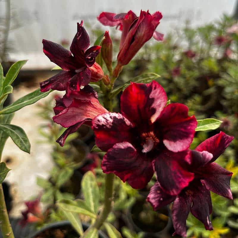 New Year Cracker | Single Petal Dark Grafted Adenium Plant - Desert Rose Bonsai | Adenium Obesum | Outdoor Flowering Plant