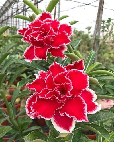 Winter Vibe | Triple Petal Red White Grafted Adenium Plant - Desert Rose Bonsai | Adenium Obesum | Outdoor Flowering Plant