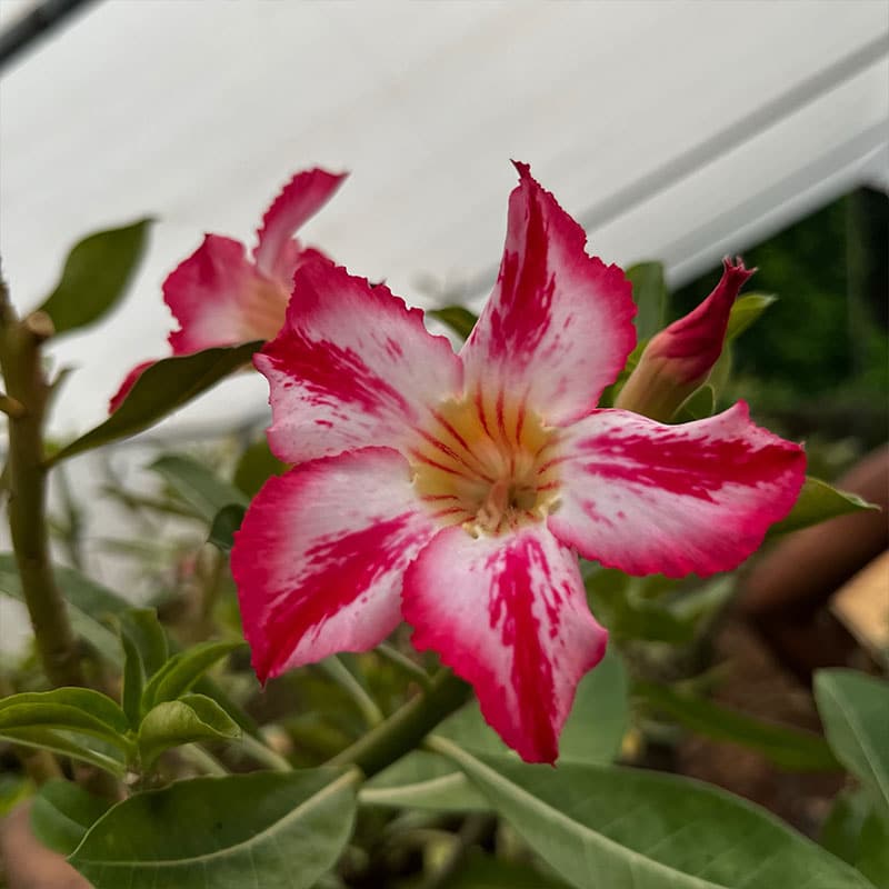 WindMill | Single Petal Rose Adenium Bonsai Grafted Adenium Plant - Desert Rose Bonsai | Adenium Obesum | Outdoor Flowering Plant