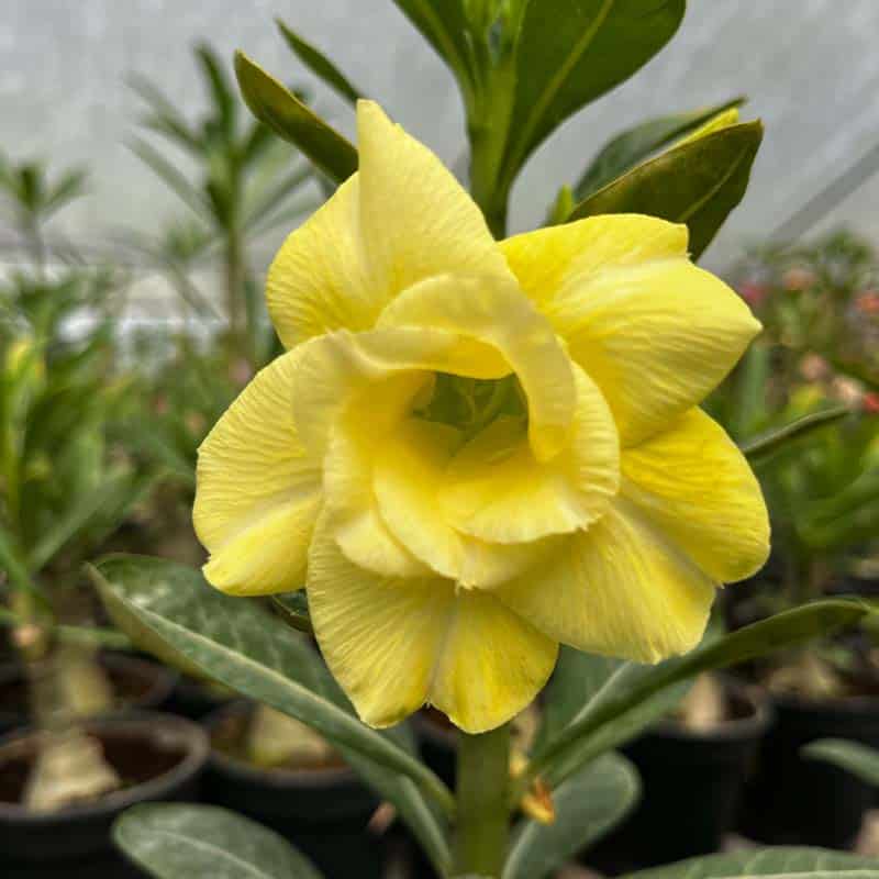 Sweet Yellow Vanish | Double Petal Yellow Grafted Adenium Plant - Desert Rose Bonsai | Adenium Obesum | Outdoor Flowering Plant