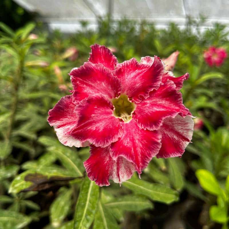 Bean Charlie | Double Petal Red And White Adenium Plant Grafted Adenium Plant - Desert Rose Bonsai | Adenium Obesum | Outdoor Flowering Plant