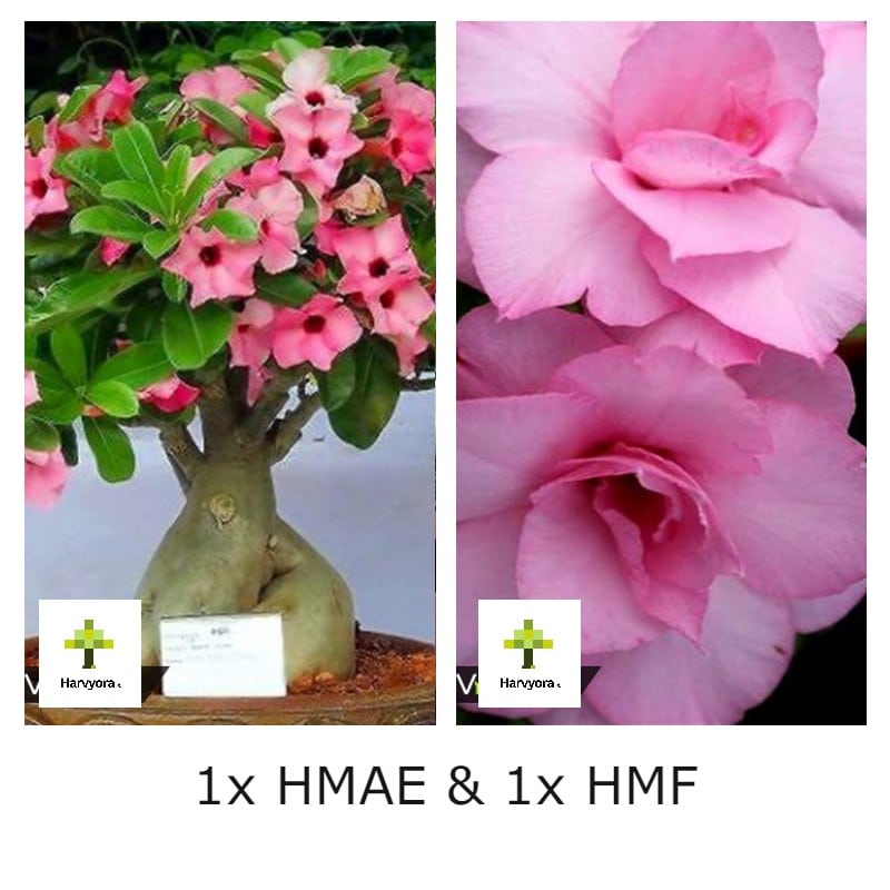 Adenium Combo - HMAE and HMF