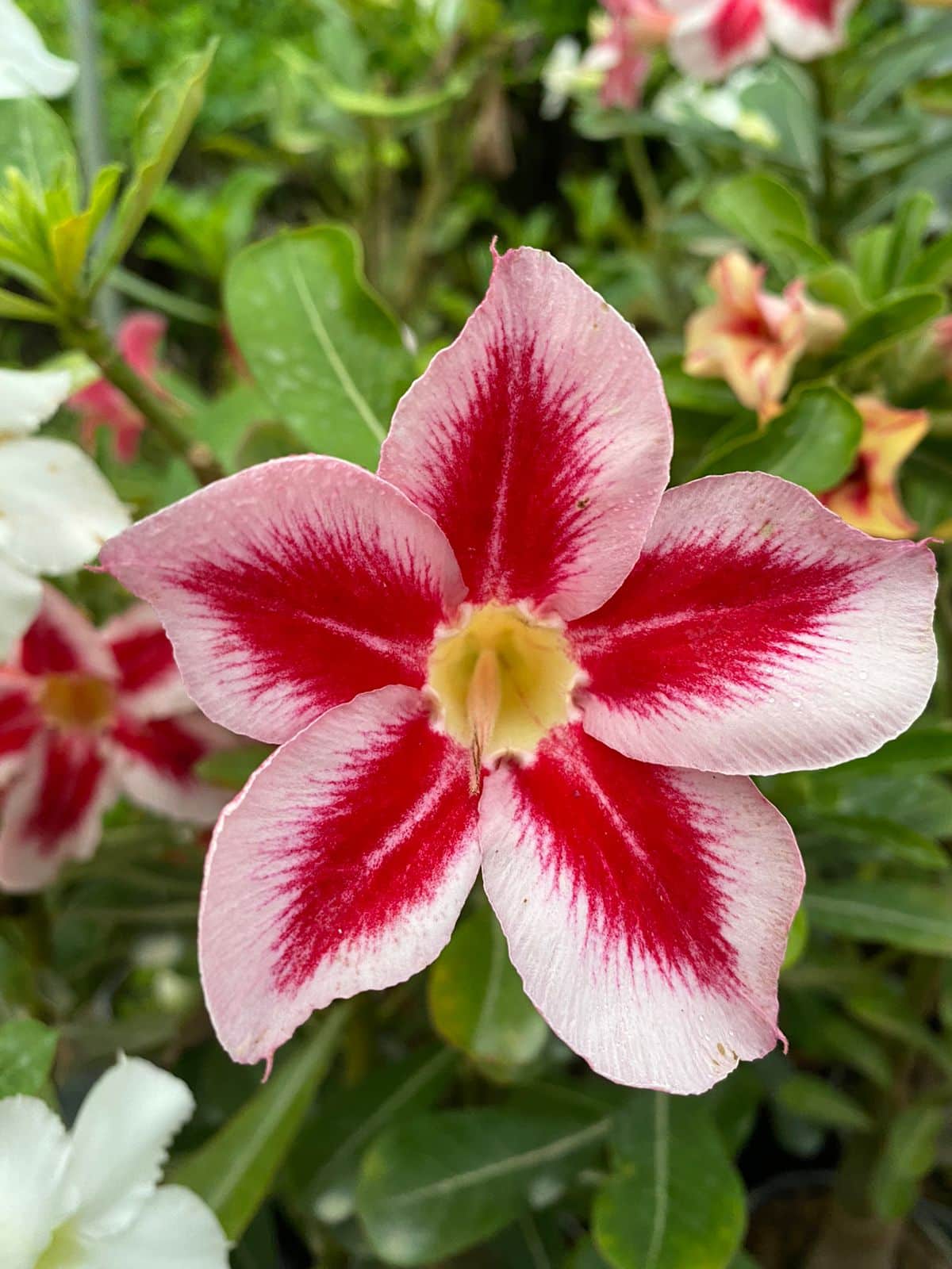 Desert Star | Single petal Yellow Red Grafted Adenium Plant - Desert Rose Bonsai | Adenium Obesum | Outdoor Flowering Plant