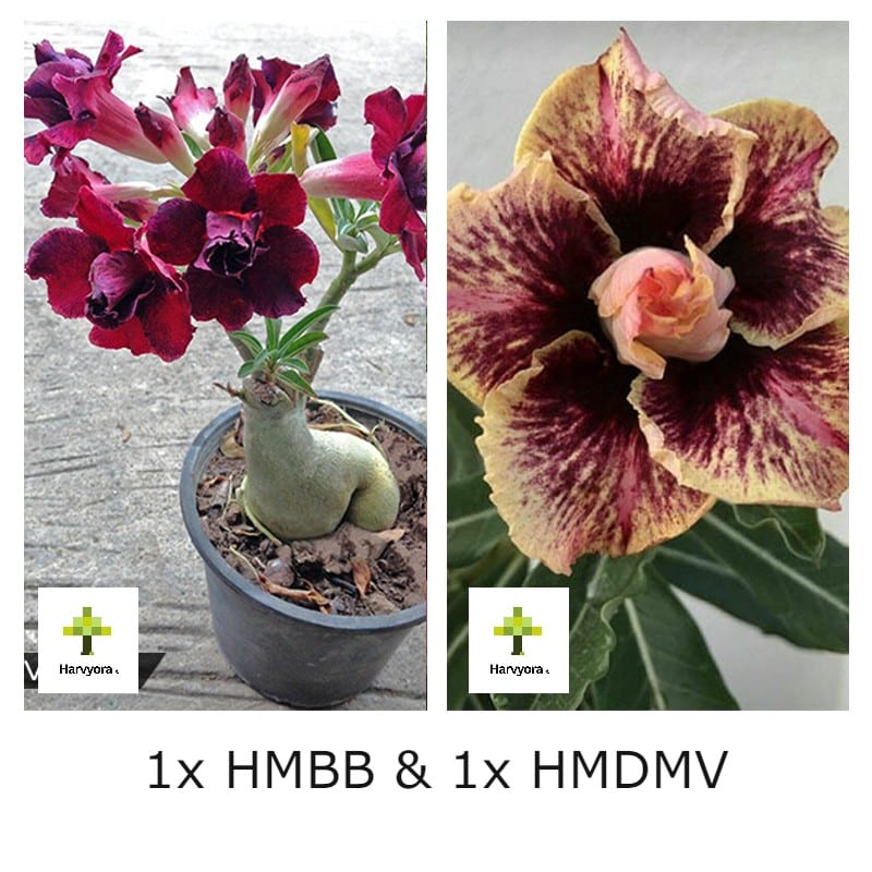 Adenium Combo - HMBB and HMDMV