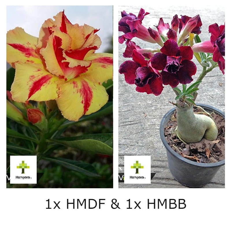 Adenium Combo - HMDF and HMBB
