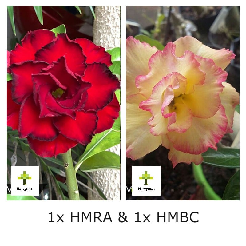 Adenium Combo - HMRA and HMBC