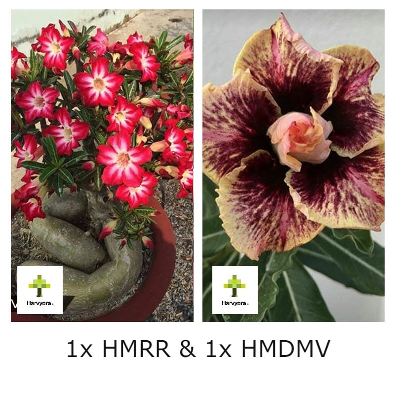 Adenium Combo - HMRR and HMDMV