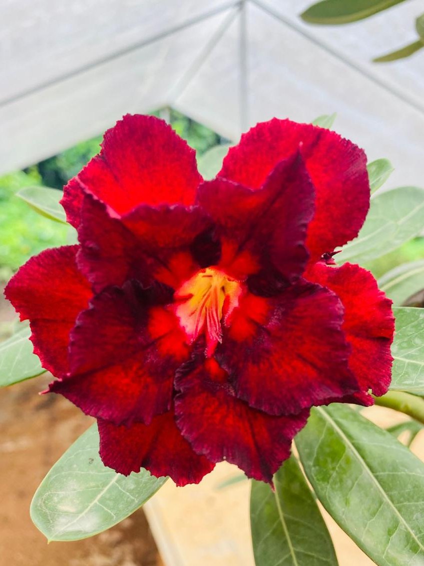 Red Oasis | Double petal yellow Grafted Adenium Plant - Desert Rose Bonsai | Adenium Obesum | Outdoor Flowering Plant