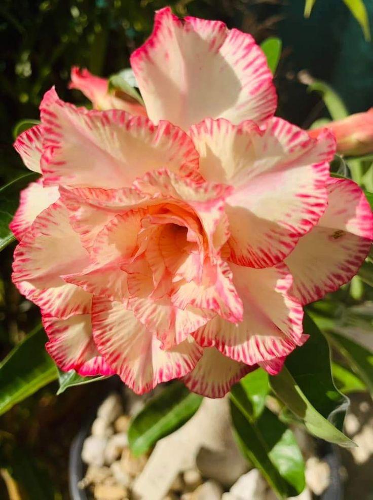 Luminous Bloom | Triple Petal Cream and Pink Grafted Adenium Plant - Desert Rose Bonsai | Adenium Obesum | Outdoor Flowering Plant