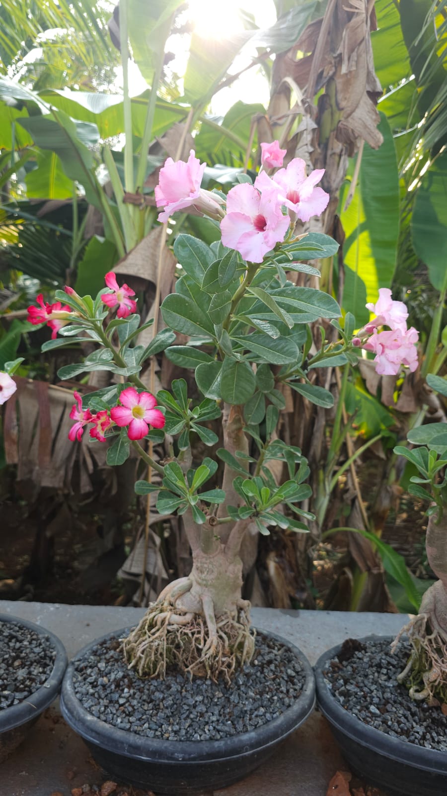 Adenium Mother Plant - 15 Years+ Old (CODE-AMP1)