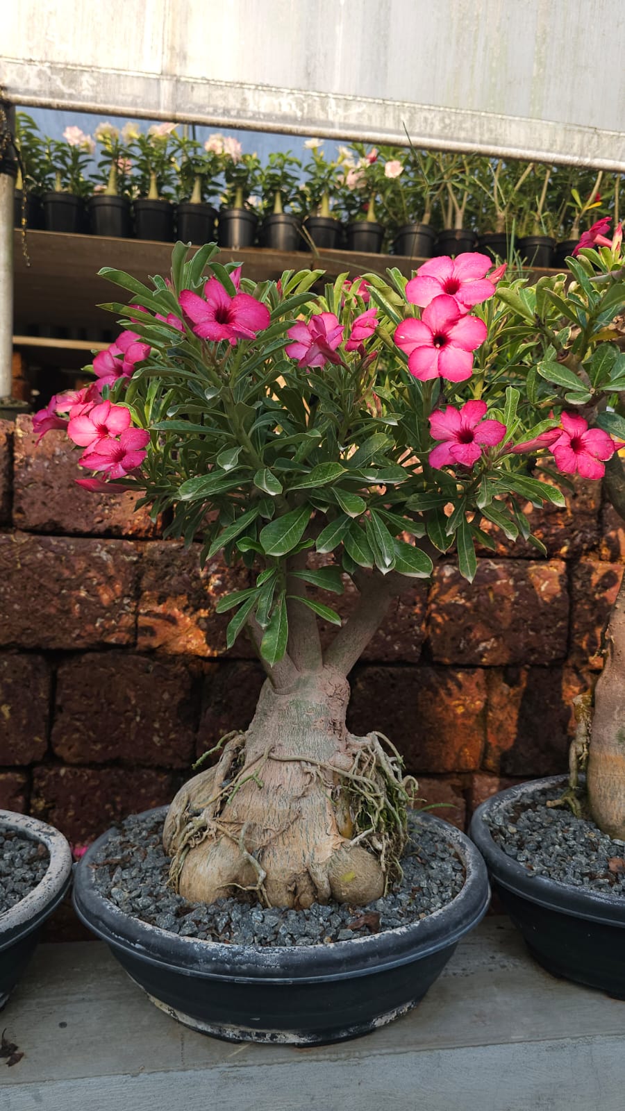 Adenium Mother Plant - 15 Years+ Old (CODE-AMP1)