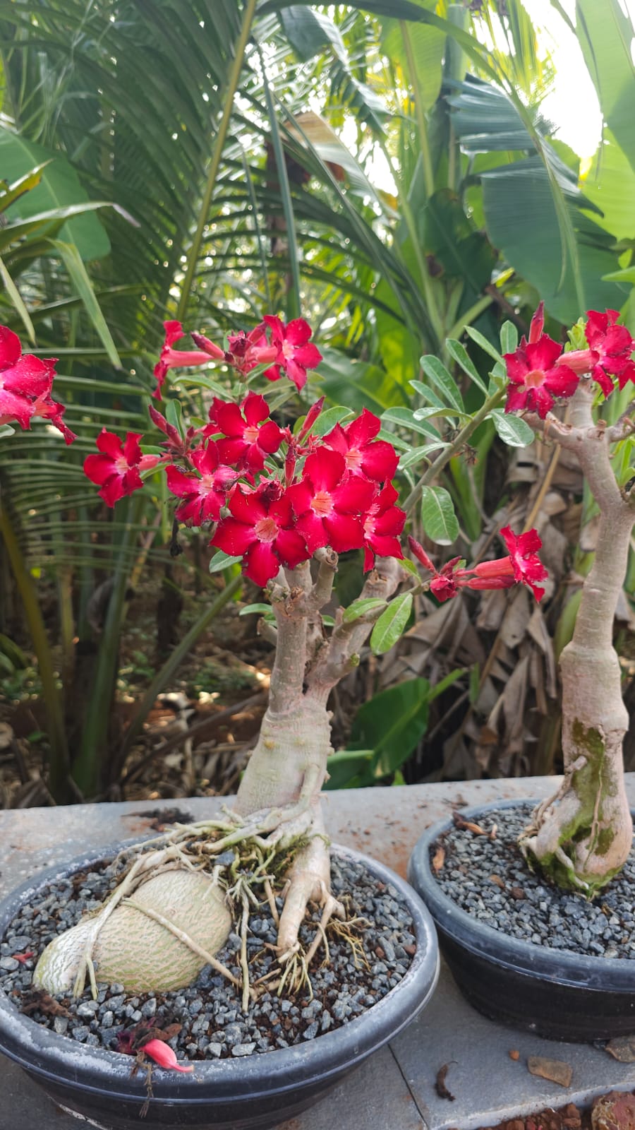 Adenium Mother Plant - 15 Years+ Old (CODE-AMP1)