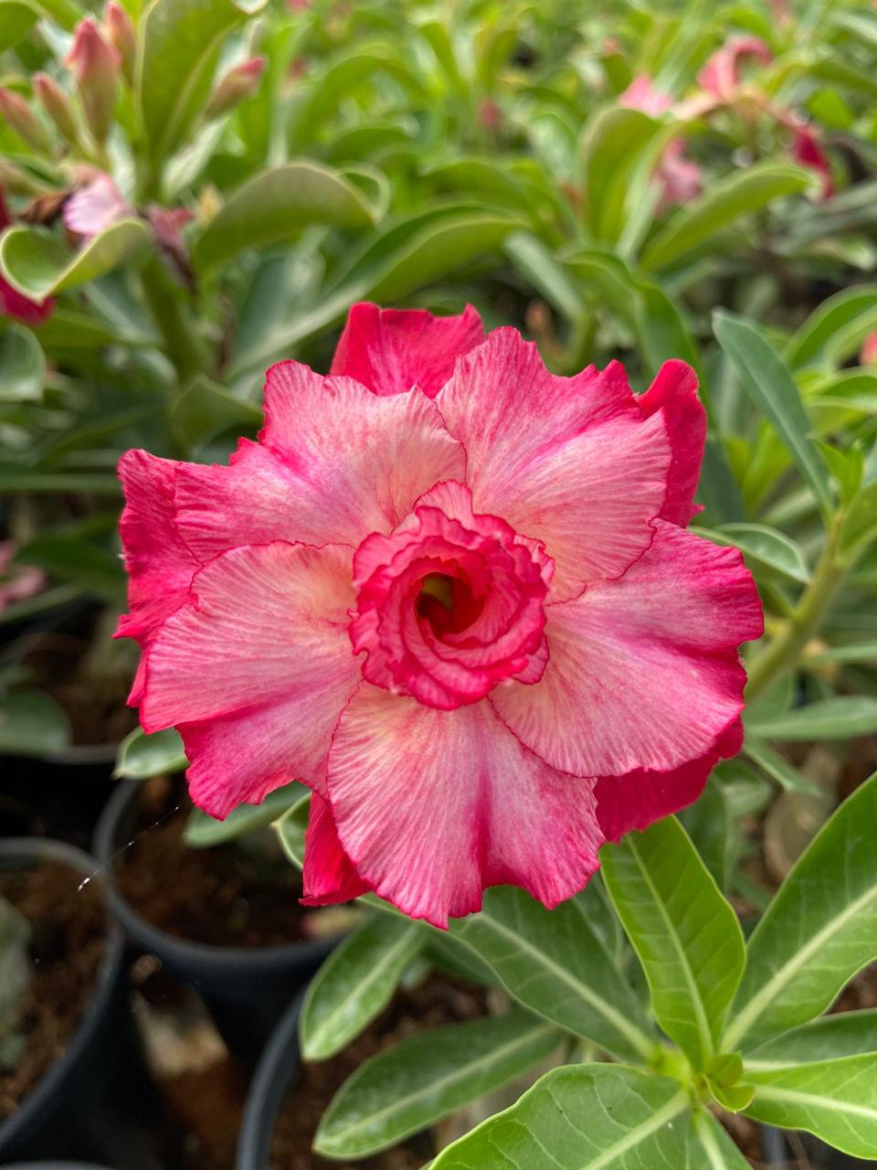 Pink Harmony | Triple Petal Pink White Grafted Adenium Plant - Desert Rose Bonsai | Adenium Obesum | Outdoor Flowering Plant