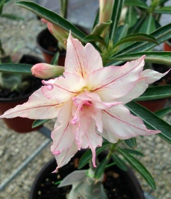 Pink Star | Double petal pink white Grafted Adenium Plant - Desert Rose Bonsai | Adenium Obesum | Outdoor Flowering Plant