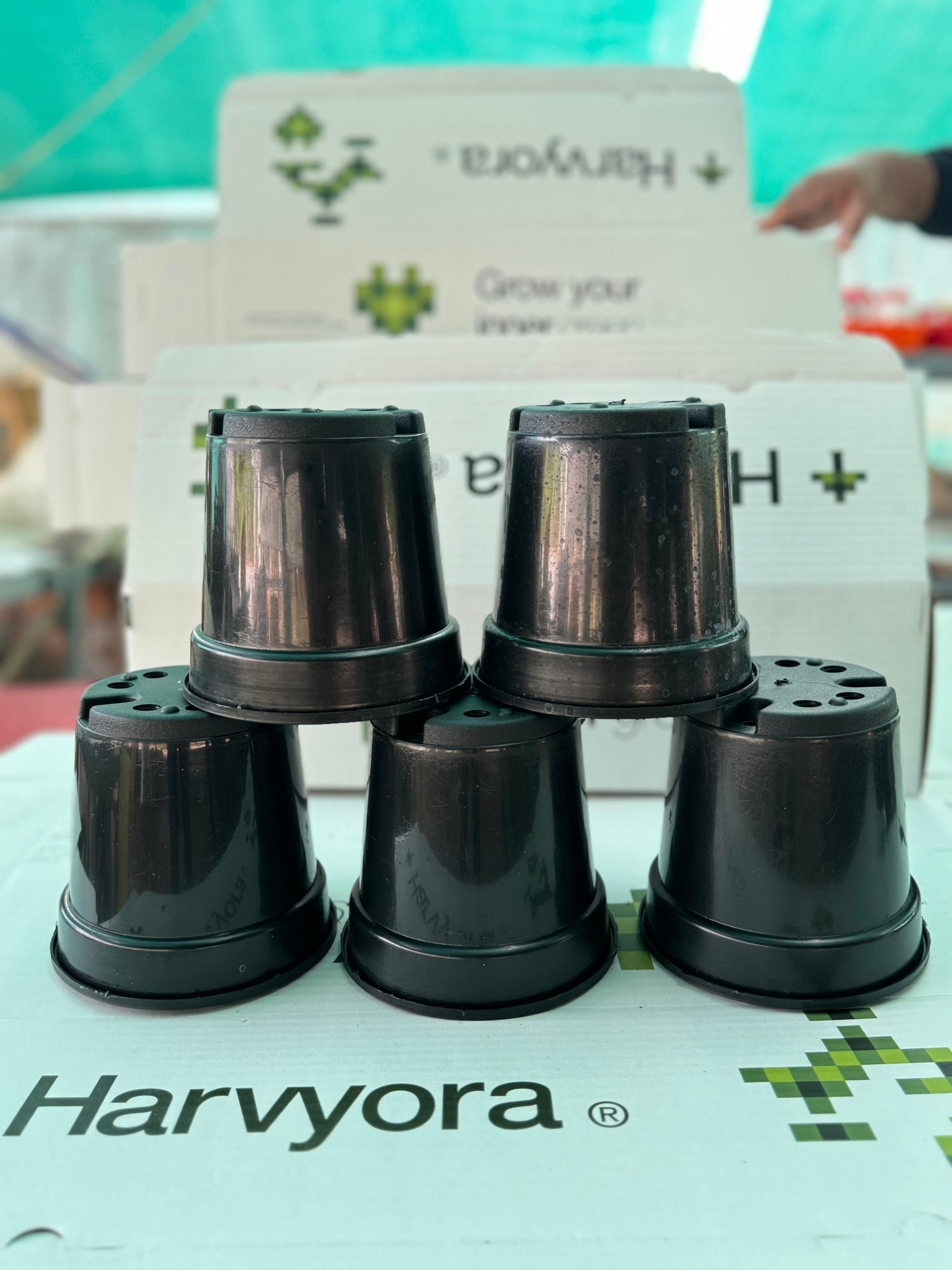 Pot ( 5 inch plastic-black colour)-Combo of 5