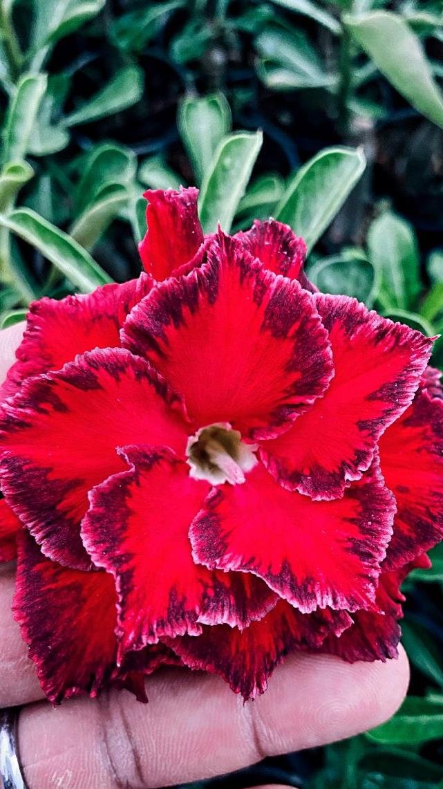 Scarlet Dream | Triple Petal Red and Violet Grafted Adenium Plant - Desert Rose Bonsai | Adenium Obesum | Outdoor Flowering Plant