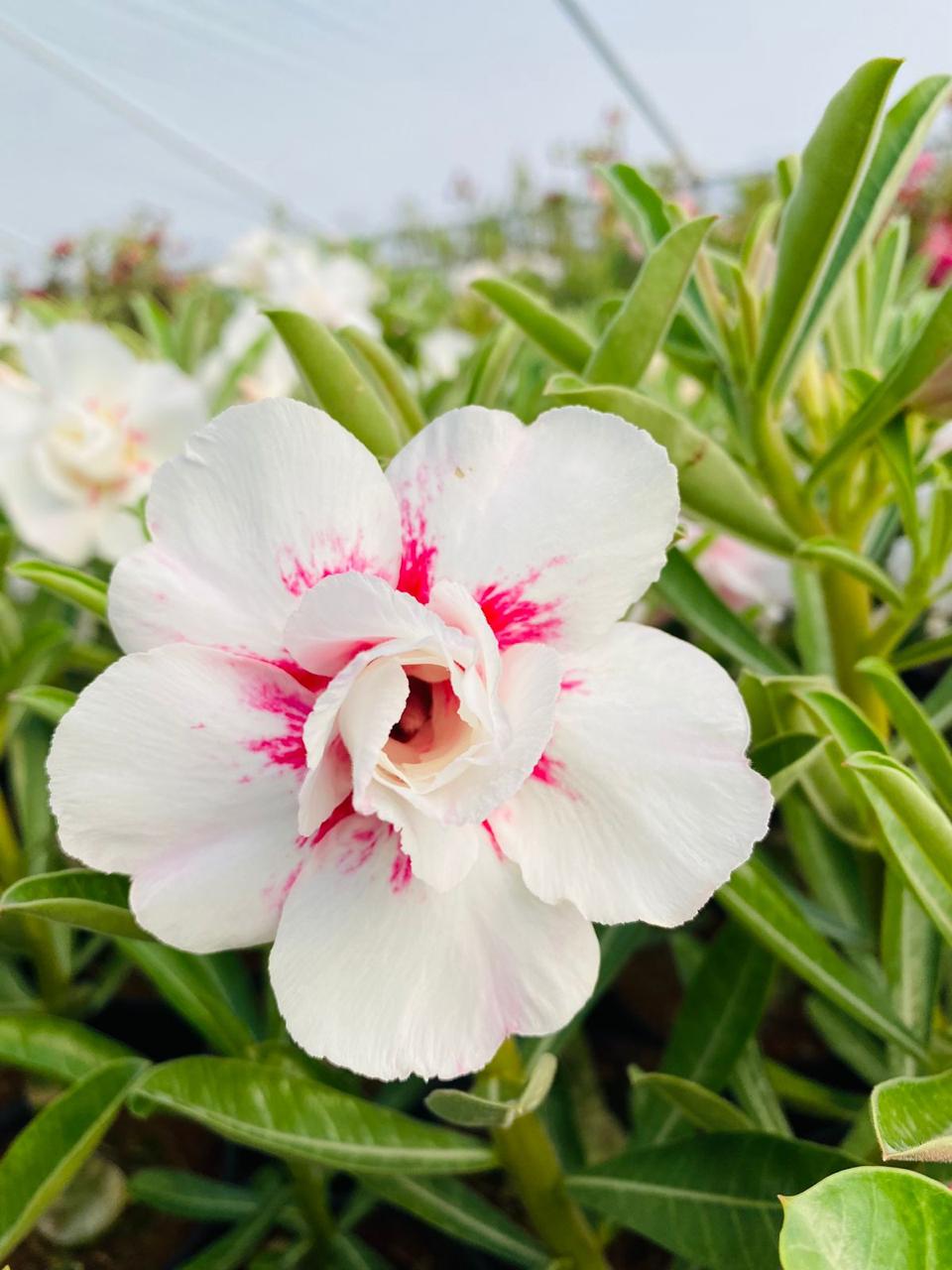 Snowy Blush | Triple Petal White and Pink Grafted Adenium Plant - Desert Rose Bonsai | Adenium Obesum | Outdoor Flowering Plant
