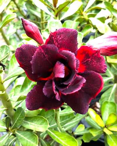 Desert Puffin | Triple petal Tricolour Grafted Adenium Plant - Desert Rose Bonsai | Adenium Obesum | Outdoor Flowering Plant