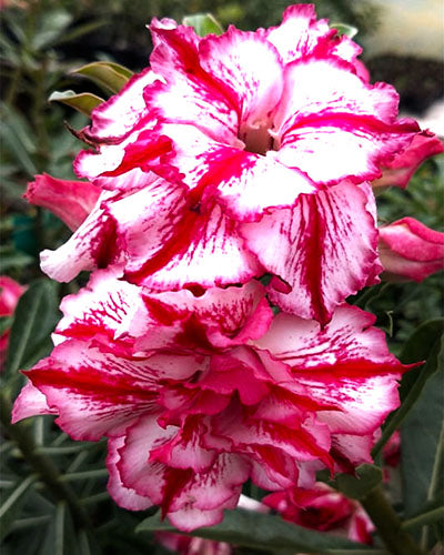 Desert Scarlet | Triple petal double color Grafted Adenium Plant - Desert Rose Bonsai | Adenium Obesum | Outdoor Flowering Plant