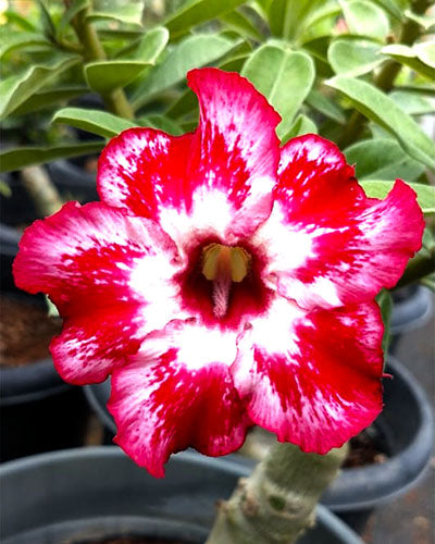 Desert Red Head | Single petal Double color Grafted Adenium Plant - Desert Rose Bonsai | Adenium Obesum | Outdoor Flowering Plant