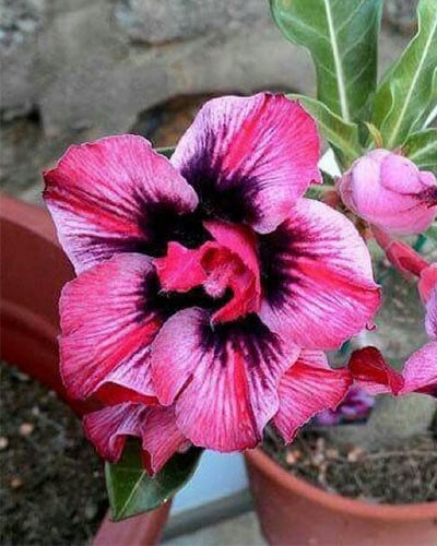 Desert Rose Black | Double Petal Rose Black Grafted Adenium Plant - Desert Rose Bonsai | Adenium Obesum | Outdoor Flowering Plant