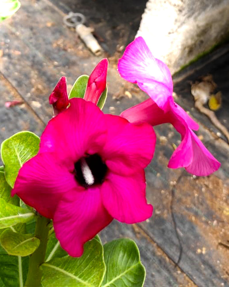 Marvel Magenta | Single petal Magenta Colour Grafted Adenium Plant - Desert Rose Bonsai | Adenium Obesum | Outdoor Flowering Plant
