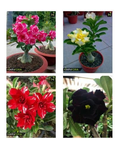 Adenium Combo Set 1 (Rose Craft, Golden Yellow, Red Spoiler, Black Panther)