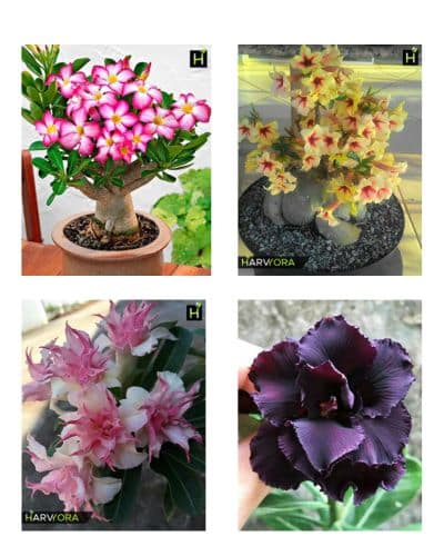Adenium Combo Set 2 (Desert Candy, Desert Sand, Rome, Purple Feather)