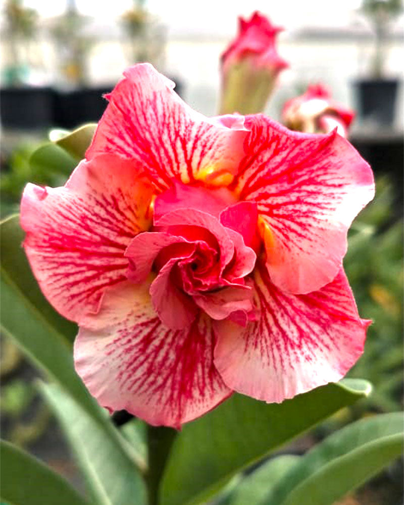 Desert Art | Triple Petal Multi Colour Grafted Adenium Plant - Desert Rose Bonsai | Adenium Obesum | Outdoor Flowering Plant