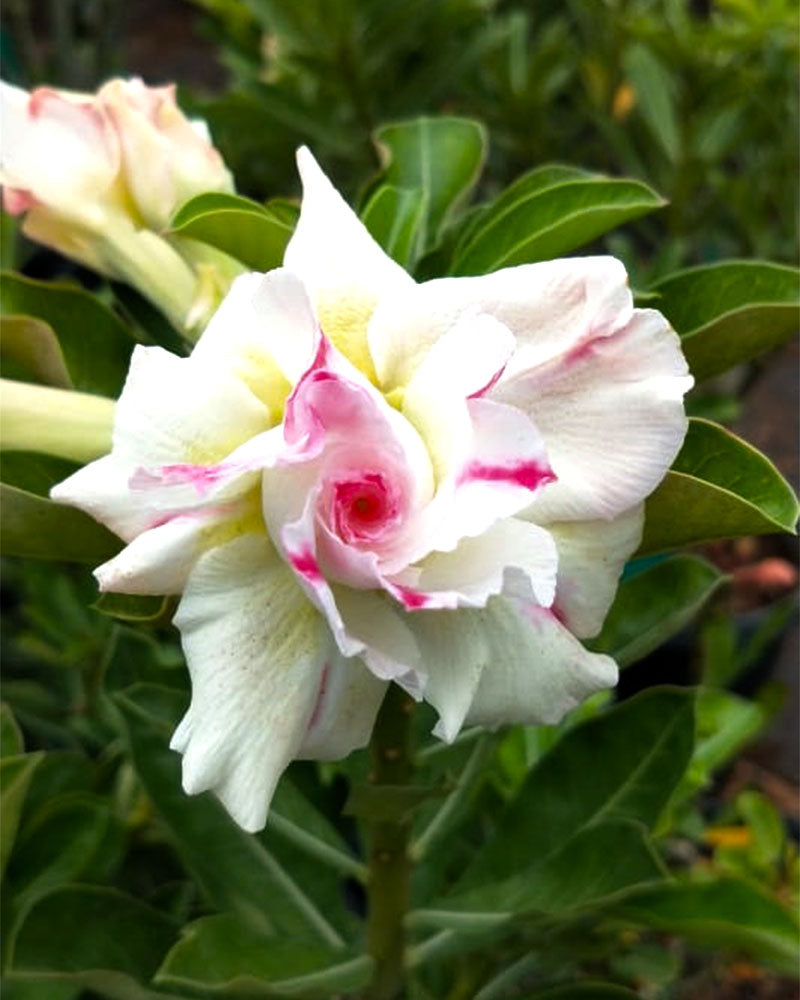 Desert Cardinal | Triple Petal Double Colour Grafted Adenium Plant - Desert Rose Bonsai | Adenium Obesum | Outdoor Flowering Plant