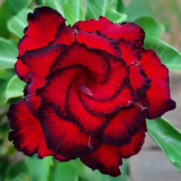 Red Angel | Triple petal red black Grafted Adenium Plant - Desert Rose Bonsai | Adenium Obesum | Outdoor Flowering Plant