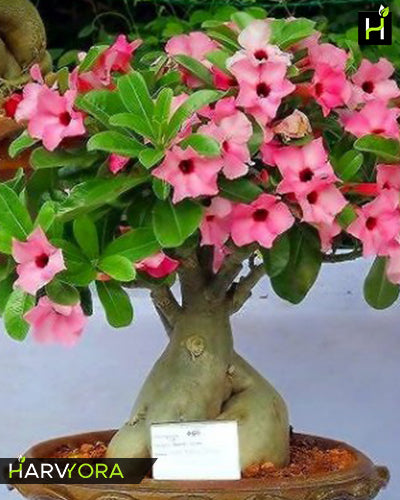 Angel Eye | Single petal pink Grafted Adenium Plant - Desert Rose Bonsai | Adenium Obesum | Outdoor Flowering Plant