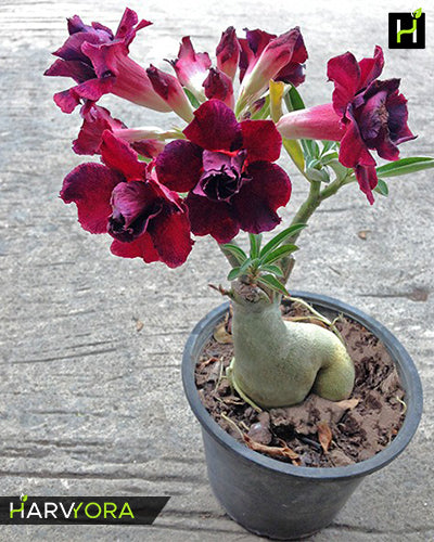 Black Bird | Double petal violet red Grafted Adenium Plant - Desert Rose Bonsai | Adenium Obesum | Outdoor Flowering Plant
