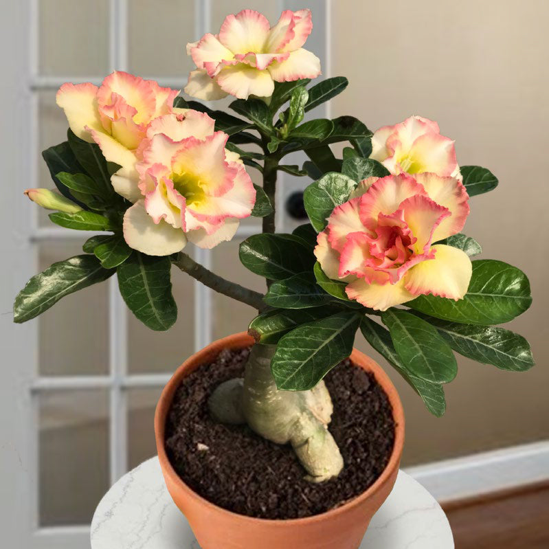 Medium blooming sized adenium offers desert rose succulent cactus bonsai