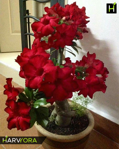 Bunchy Red | Single petal dark red Grafted Adenium Plant - Desert Rose Bonsai | Adenium Obesum | Outdoor Flowering Plant