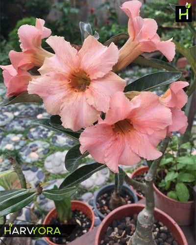 Desert Princess | Single petal peach Grafted Adenium Plant - Desert Rose Bonsai | Adenium Obesum | Outdoor Flowering Plant