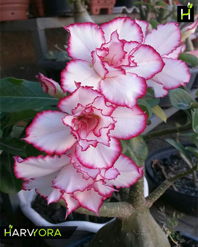 Elixir of Earth | Double petal rose white Grafted Adenium Plant - Desert Rose Bonsai | Adenium Obesum | Outdoor Flowering Plant