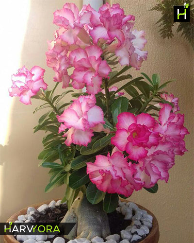 Fountain of Youth | Double petal rose white Grafted Adenium Plant - Desert Rose Bonsai | Adenium Obesum | Outdoor Flowering Plant