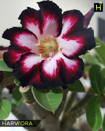 Mystic Beauty | Single petal tricolor Grafted Adenium Plant - Desert Rose Bonsai | Adenium Obesum | Outdoor Flowering Plant