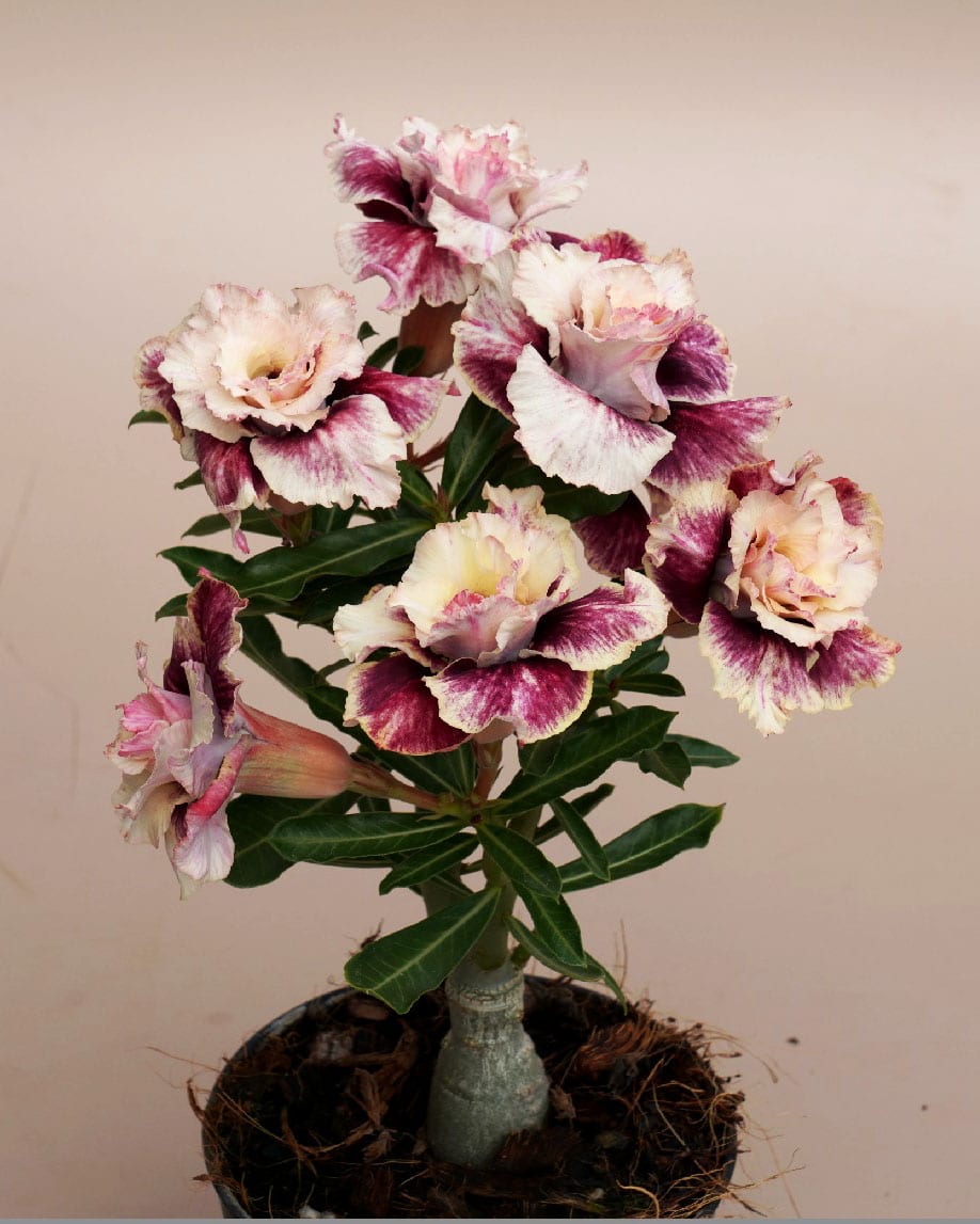 Desert Biscuit | Triple Petal Purple Yellow Grafted Adenium Plant - Desert Rose Bonsai | Adenium Obesum | Outdoor Flowering Plant